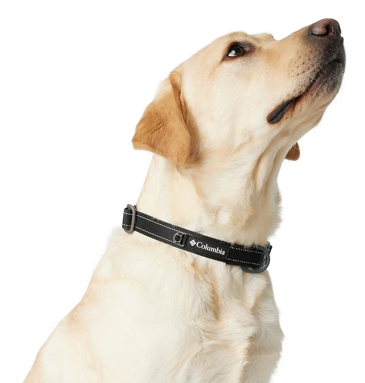 Silver Ridge Dog Collar