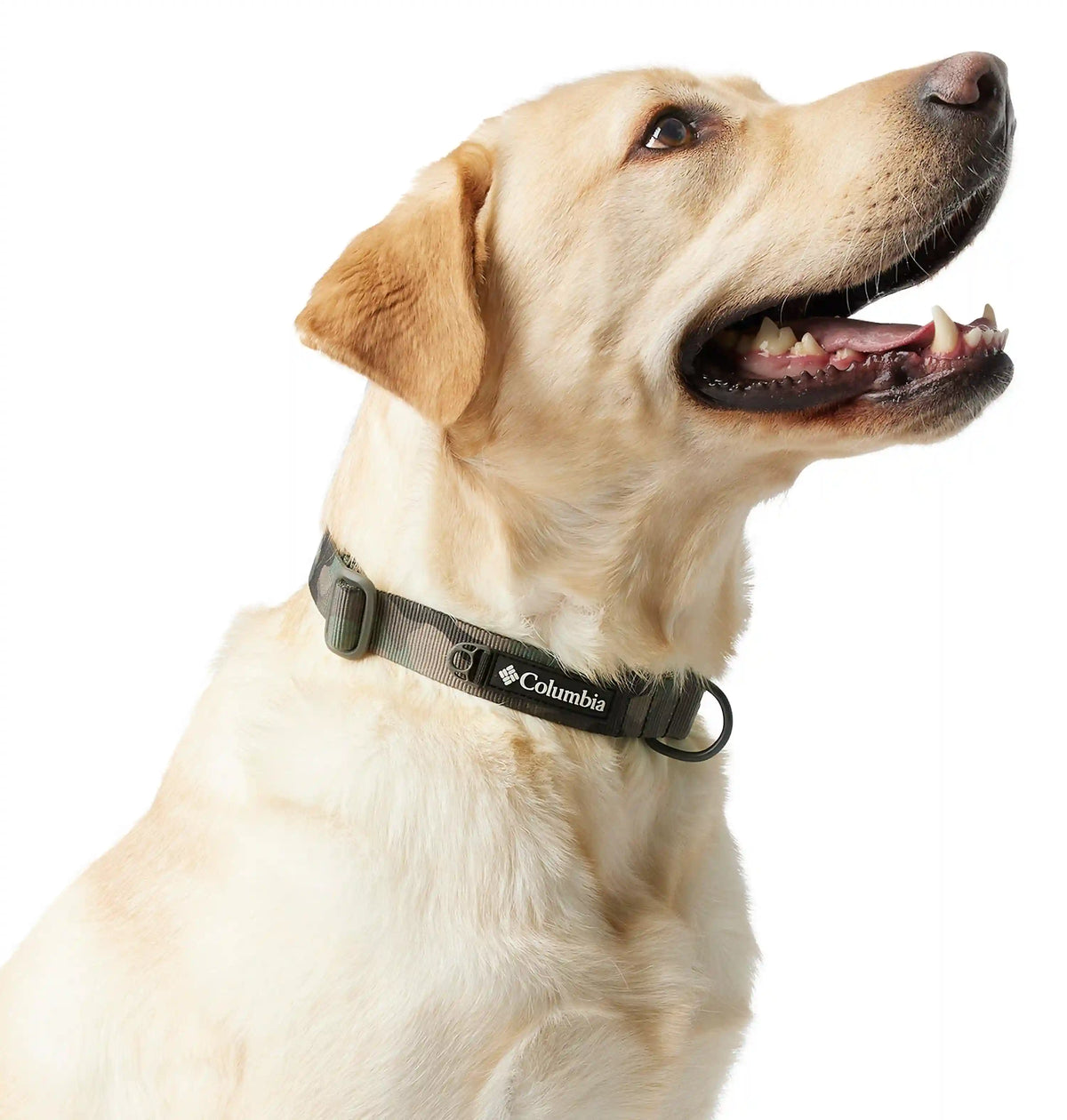 Silver Ridge Dog Collar