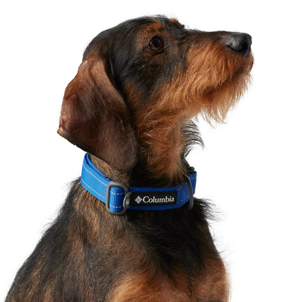 Silver Ridge Dog Collar