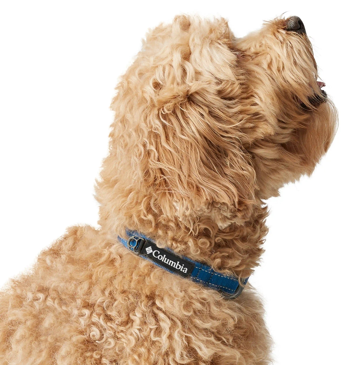 Silver Ridge Dog Collar