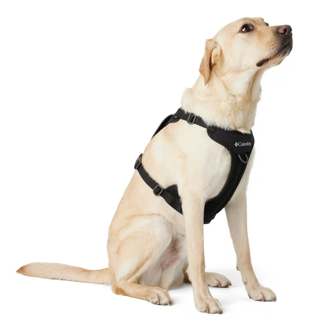 Silver Ridge Dog Harness