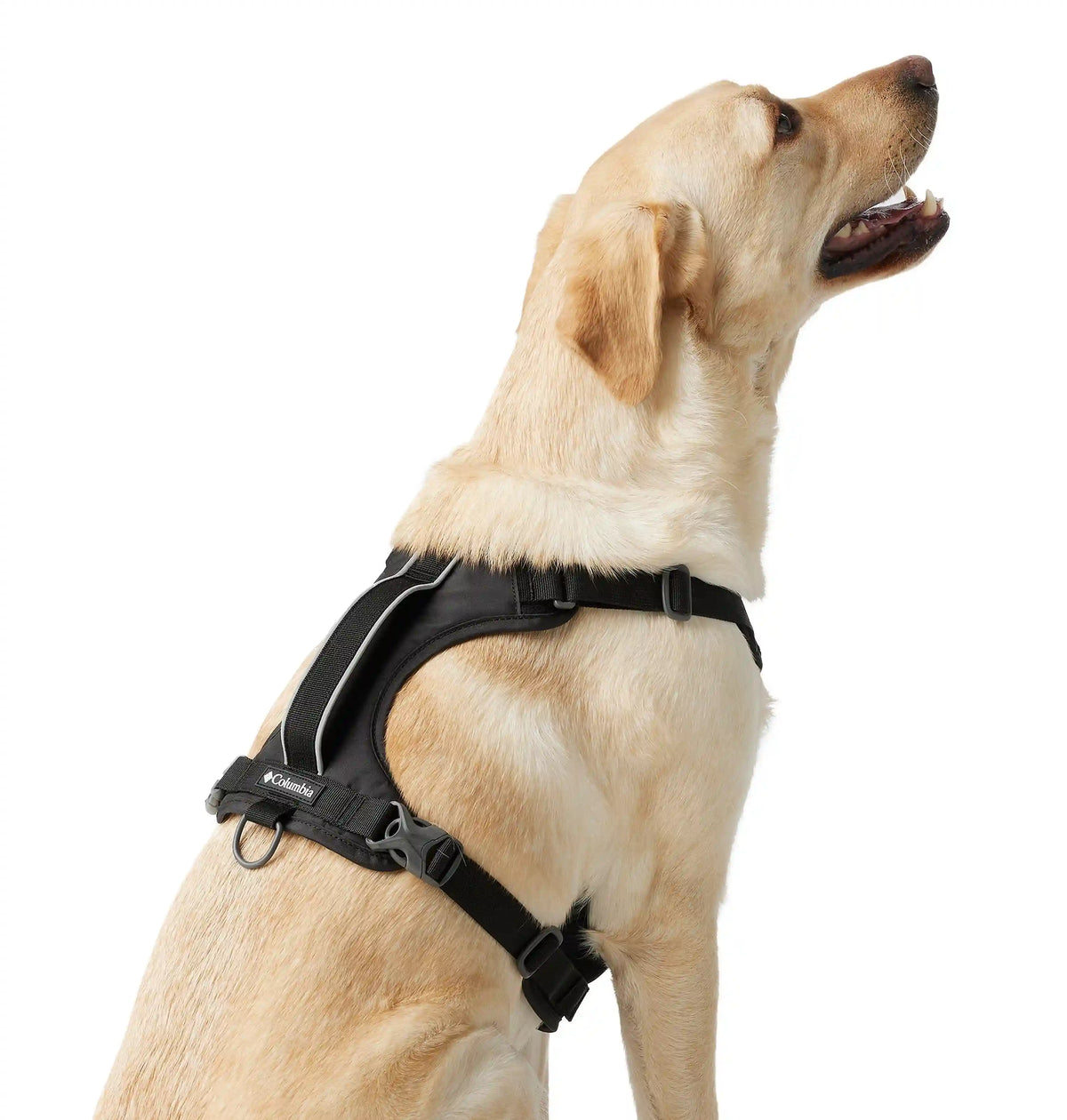 Silver Ridge Dog Harness