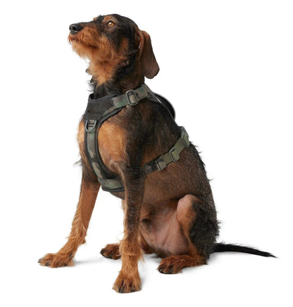Silver Ridge Dog Harness