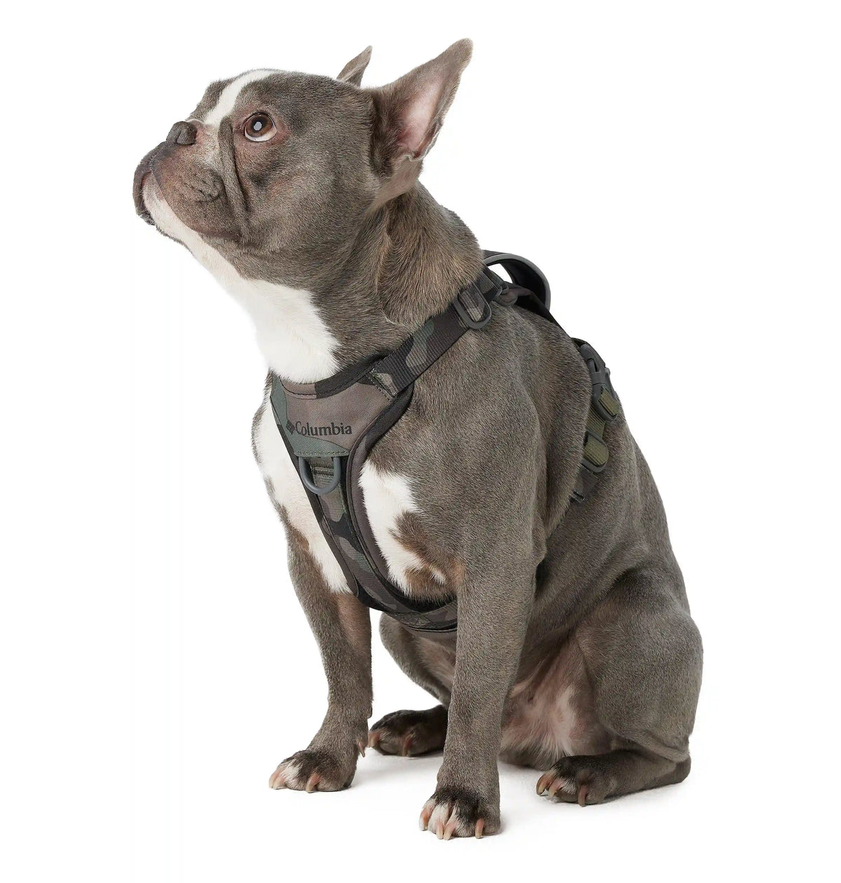 Silver Ridge Dog Harness