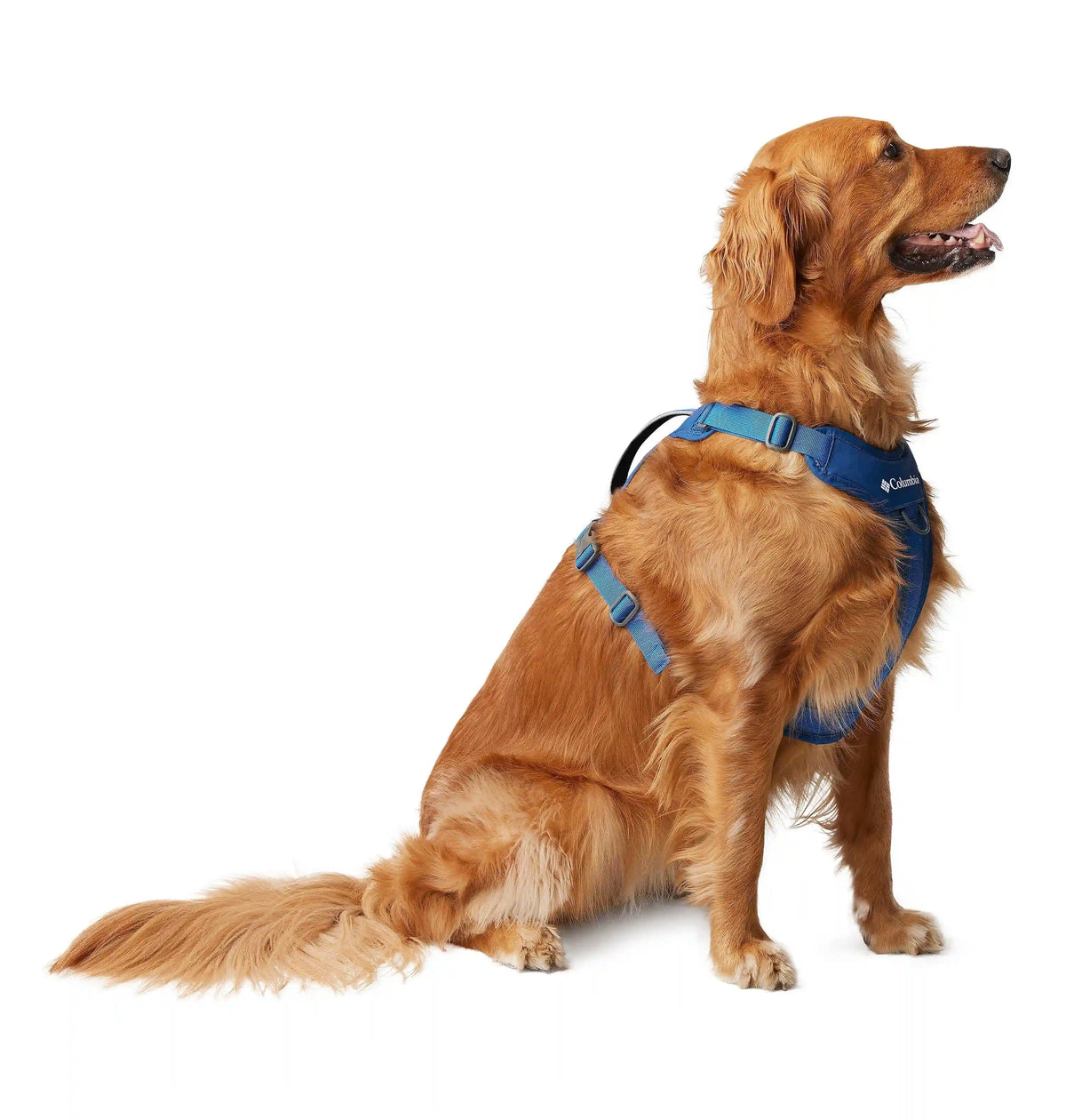 Silver Ridge Dog Harness