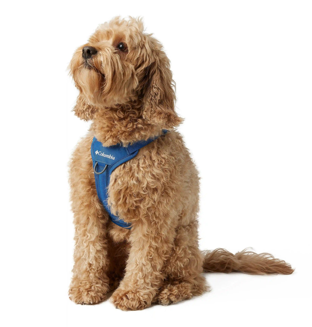 Silver Ridge Dog Harness