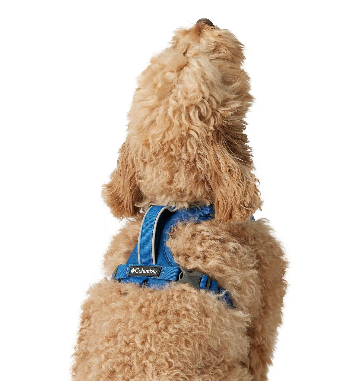 Silver Ridge Dog Harness
