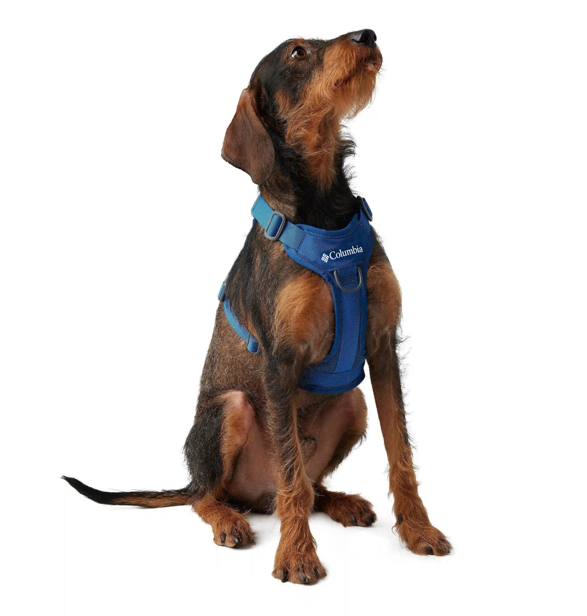 Silver Ridge Dog Harness