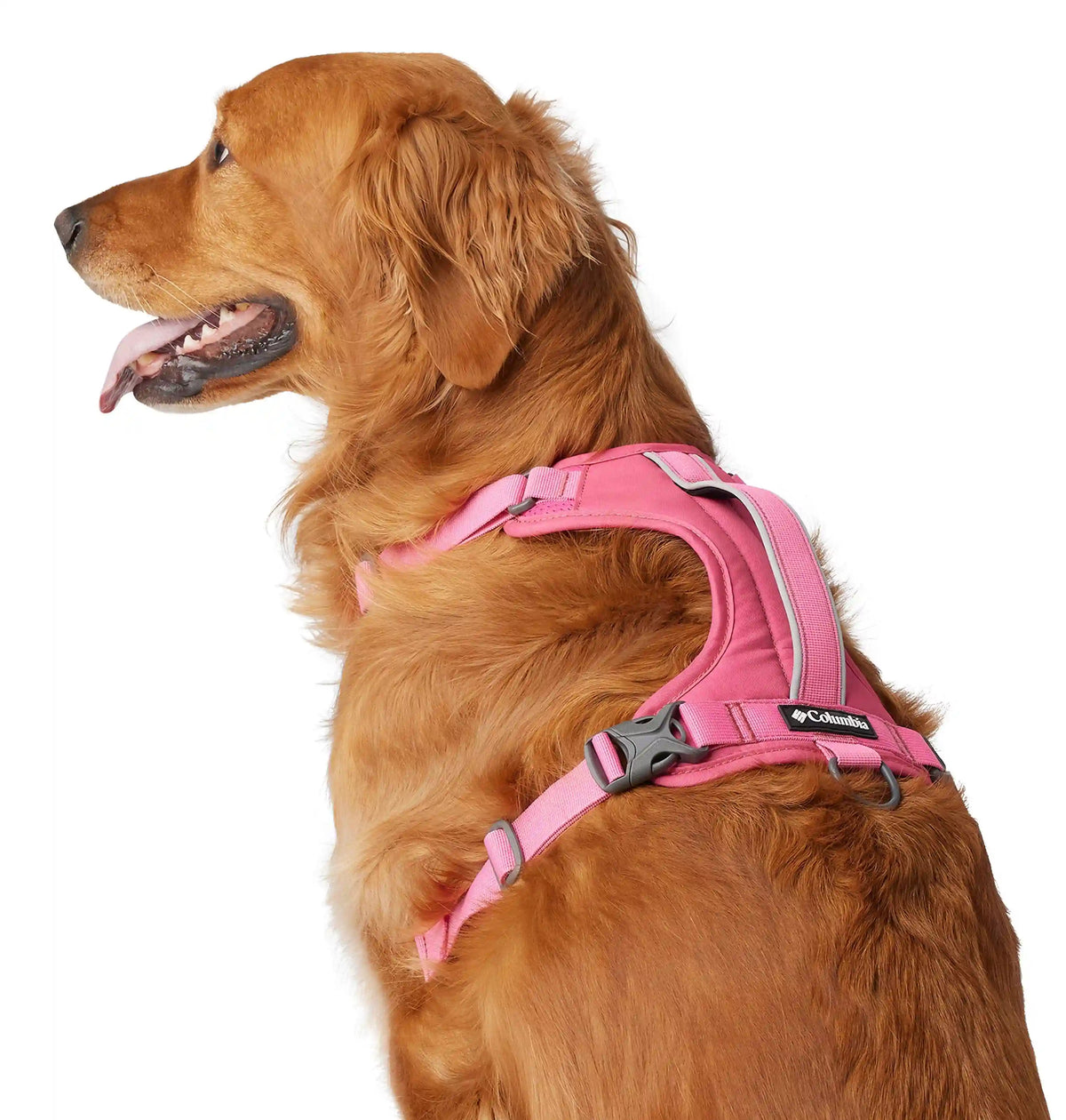 Silver Ridge Dog Harness