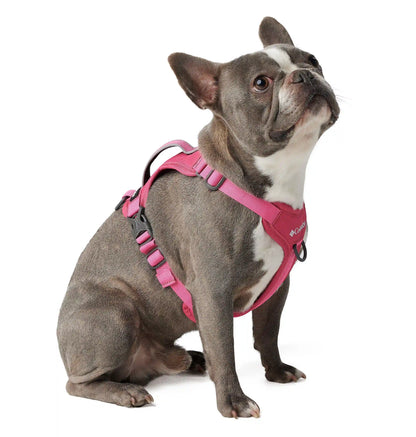 Silver Ridge Dog Harness