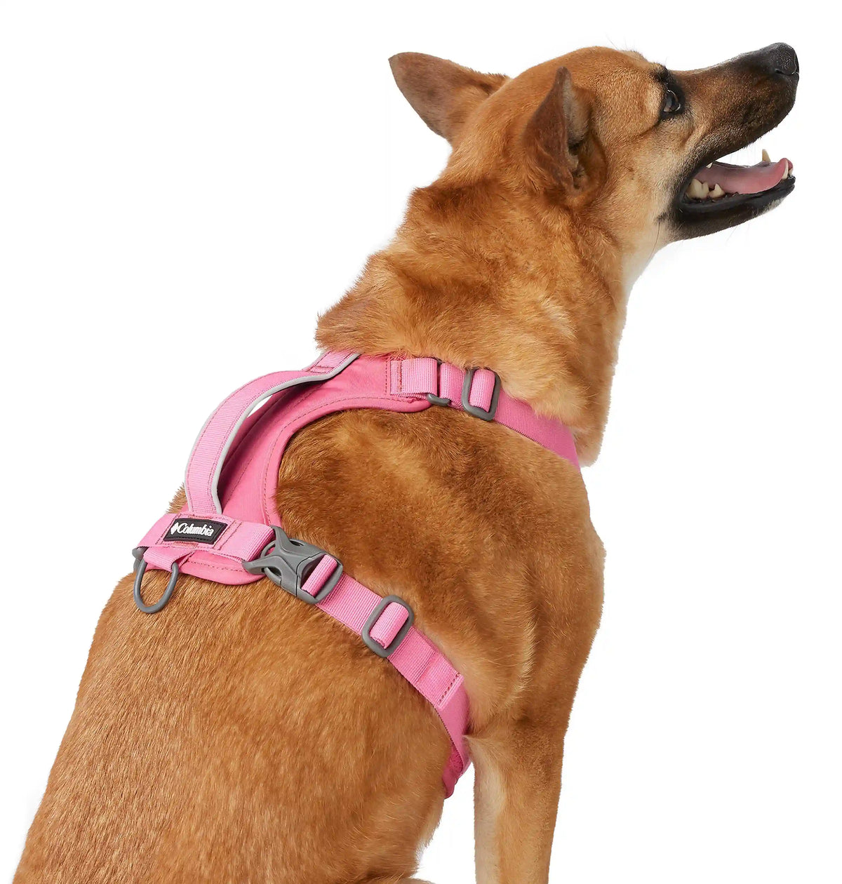 Silver Ridge Dog Harness