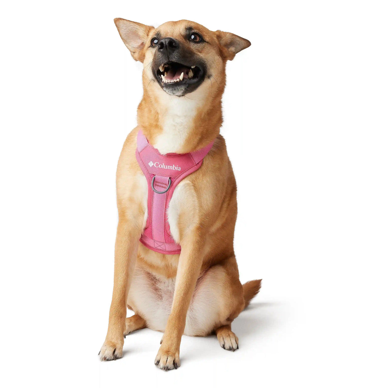 Silver Ridge Dog Harness